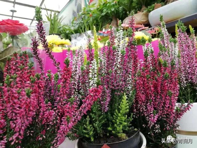 玩味《红楼梦》47第二十三回（10万+课程老师讲义）