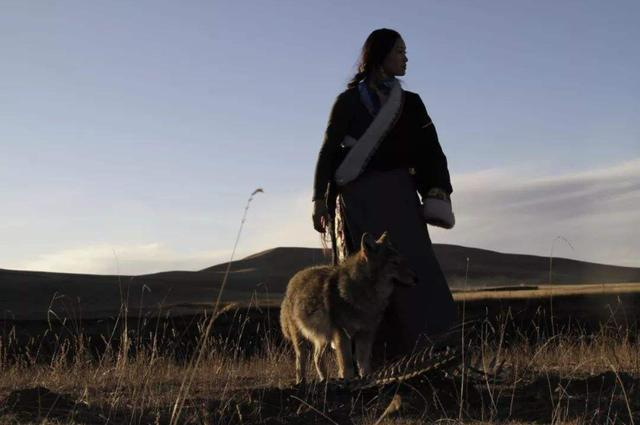 12年前，成都美女养了一只狼，她卖房送狼回草原，结局如何？