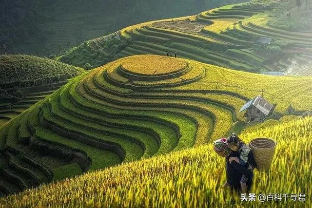 越南一年出口大米500多万吨，为何粮食自给率只有84%？