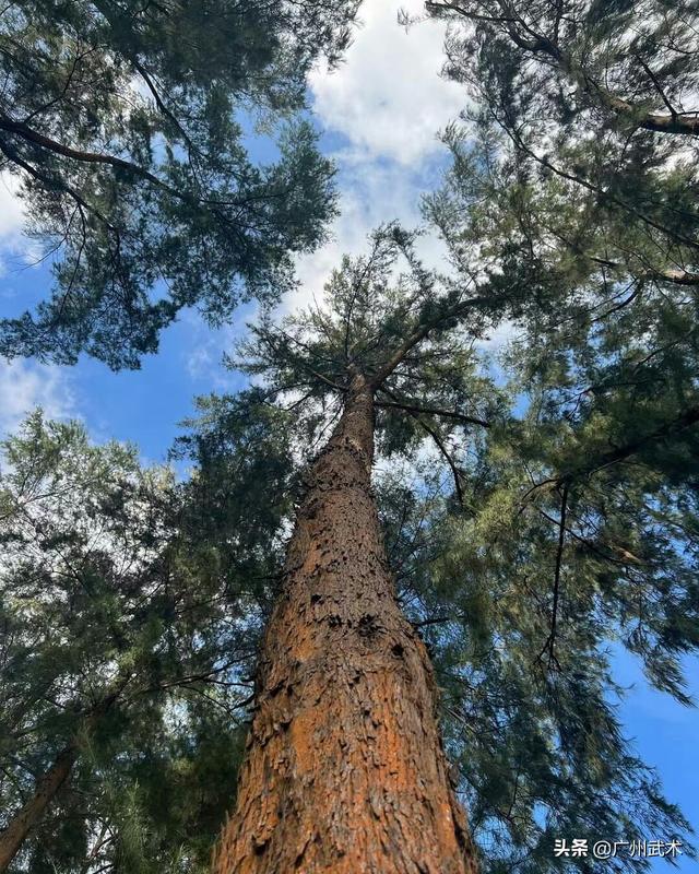 「新加坡」陳倩君：2022年02月04日(馬拉風情)