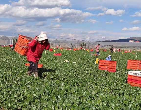 云南姚安：“滇中粮仓”持续发力 蔬菜产业发展迅猛