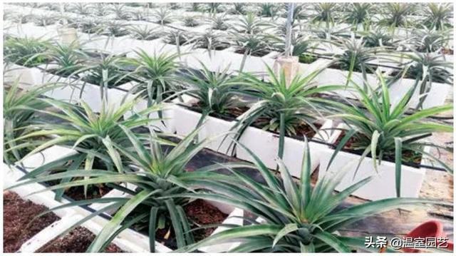 技术｜盆栽菠萝搬到设施内怎么种？