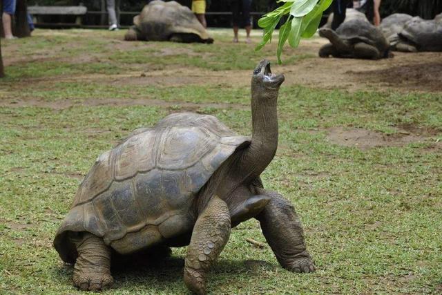 世界上寿命最长的十大动物，真的有生物能“长生不老”吗？