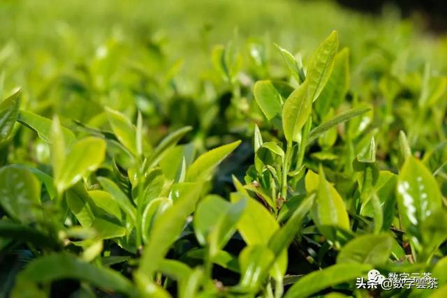 世界茶树的分布区域