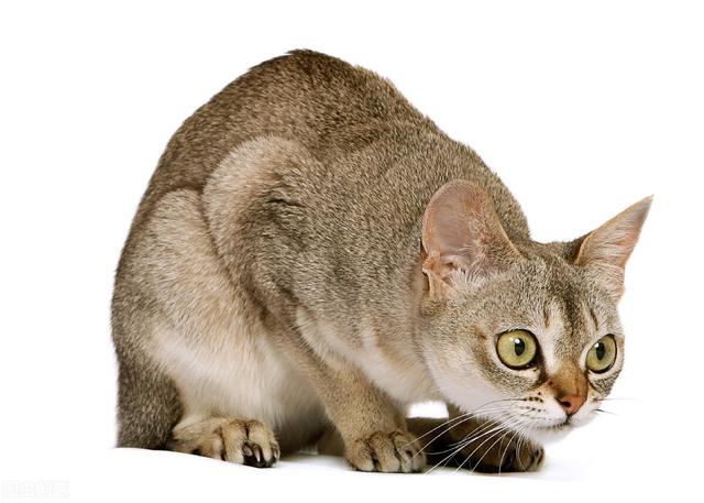 一只新加坡猫从太原托运到北京的案例分享