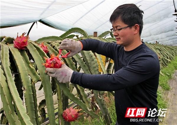 海边湖南丨新加坡打工归来的益阳小伙，在火龙果身上找到了财富自由