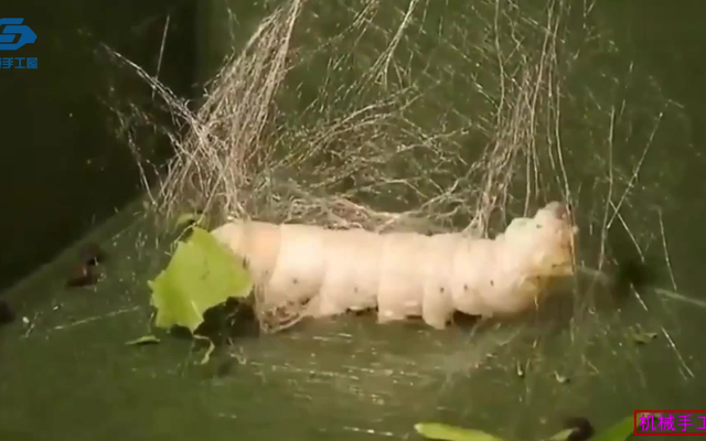 古埃及人的木乃伊为蚕蛹和蚕蛾葬式，体现出中国丝绸文明的精髓