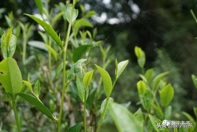 世界茶树的分布区域