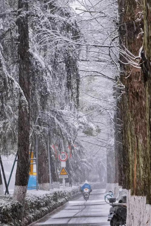 新年第一场春雪，让喜雪盼雪的南京人欣赏到了雪的美丽与纯洁