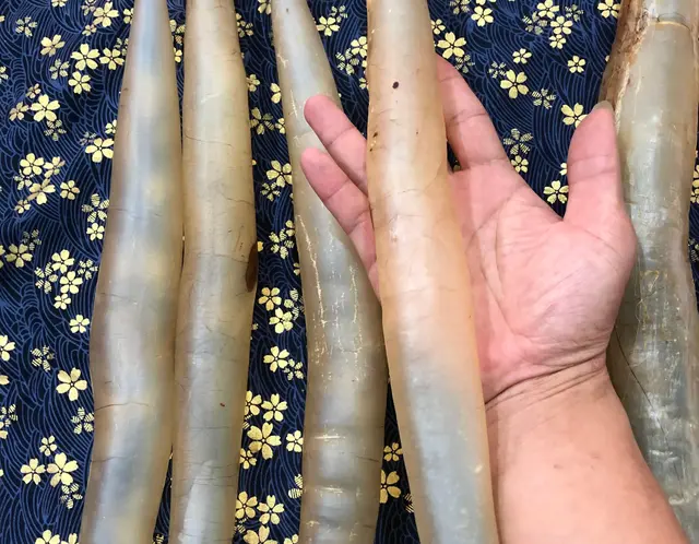 鳗鱼胶的产地及品质