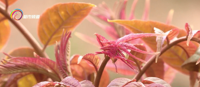 椿芽吐芳菲 吃“椿”正当时