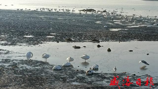 新春走基层丨年味里的“天鹅经济”