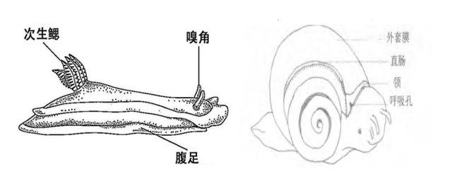 快看！这里有一群能进行光合作用的“海绵羊”