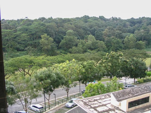 新加坡的理工学院都是专科吗