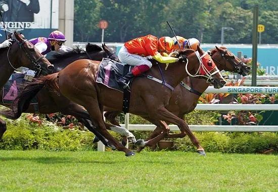 鼻尖险胜！CHC杰士马主俱乐部“出版贵商”时隔两年新加坡再夺冠
