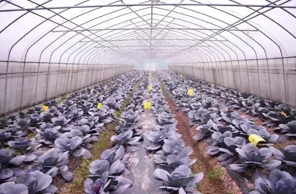 菜吧：全球都市农业的5种模式解读：颠覆思维比颠覆技术更重要