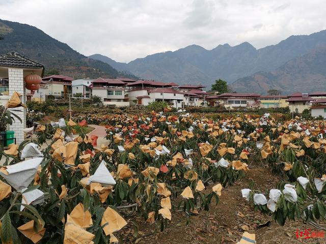 枇杷卖到100元/公斤？实地探访全国最早熟枇杷产区：气候因素致减产