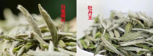 白茶中，白毫银针为最上品，它为什么会如此独特呢？