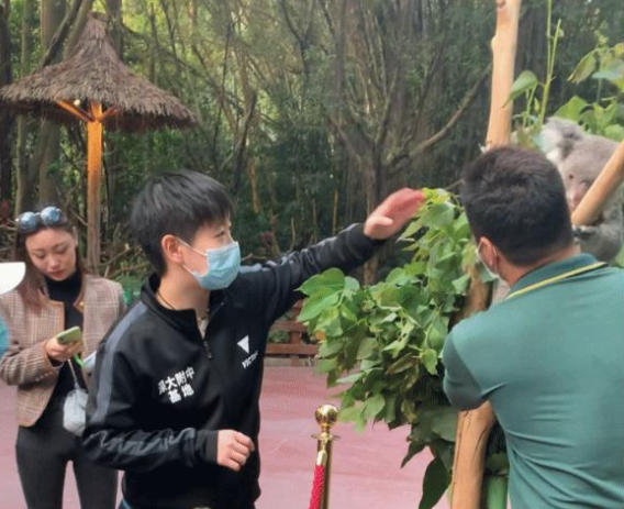 太萌了！孙颖莎想偷偷摸考拉，被考拉抓包，莎莎：它不会抓我吧