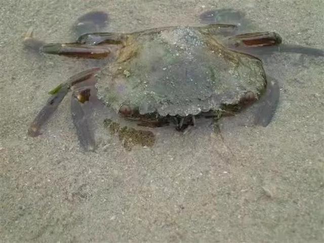 新加坡野蛮又有趣的动物