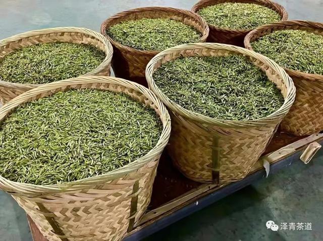 白茶中，白毫银针为最上品，它为什么会如此独特呢？