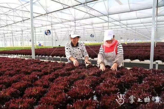 会泽万亩蔬菜托起群众致富梦