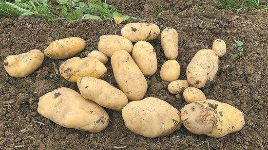 「惠州文脉·聚焦」“小土豆”如何变身“致富薯”？