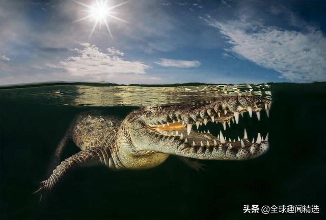 2021世界自然摄影奖惊艳照片作品精选