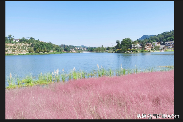 粉色花海无边游泳池。你想要的美丽在重庆