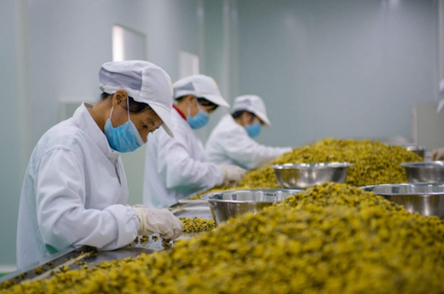 协会理事单位芸山农业——“三峡阳菊”畅销新加坡