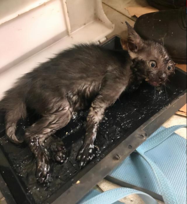 新加坡小猫抓老鼠深陷“粘鼠板”，被救后画风像极了捣蛋的熊孩子