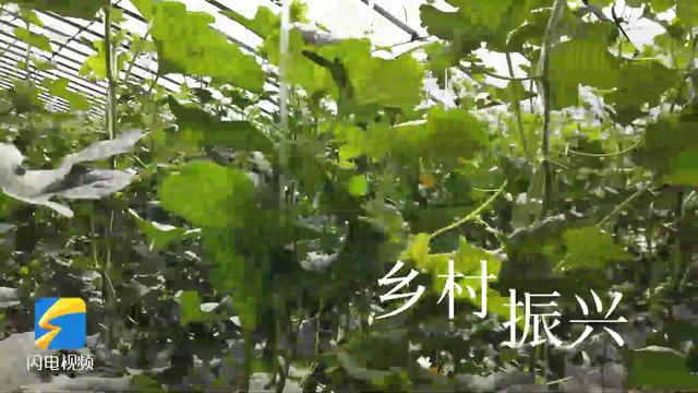 菏泽单县：深藏哪些高质量发展的独门绝技？