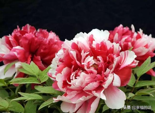 世界各国的国花，真是太美了，不愧是国花