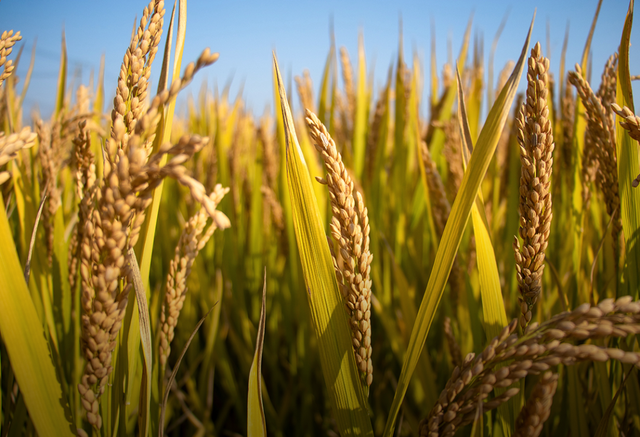 美国CPI暴涨，粮食巨头赢麻了，但你了解投资它们的逻辑吗？