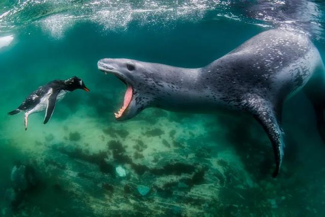 豹海豹和企鹅上演“猫捉老鼠”，赢得2021年世界自然摄影奖冠军