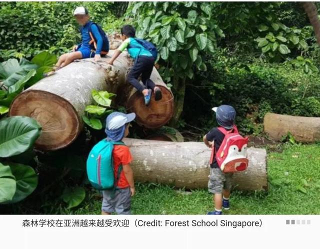 森林学校：让孩子从小接触大自然