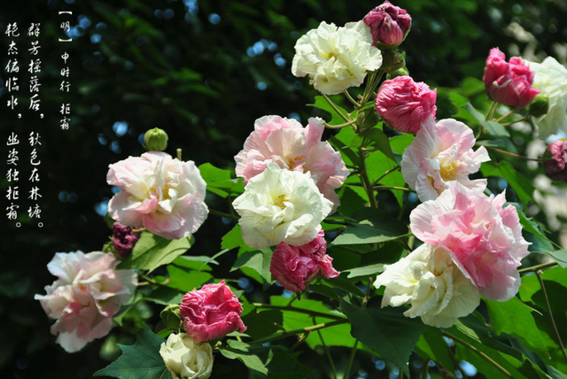 《芙蓉》2020年第3期目录