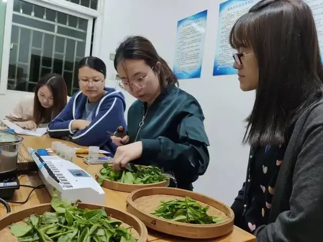 春季喝茶有什么好处？不同的体质，应喝不同的茶？你适合哪种