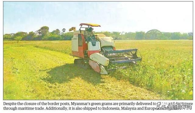 印度政策变化对于缅甸绿豆市场影响不大