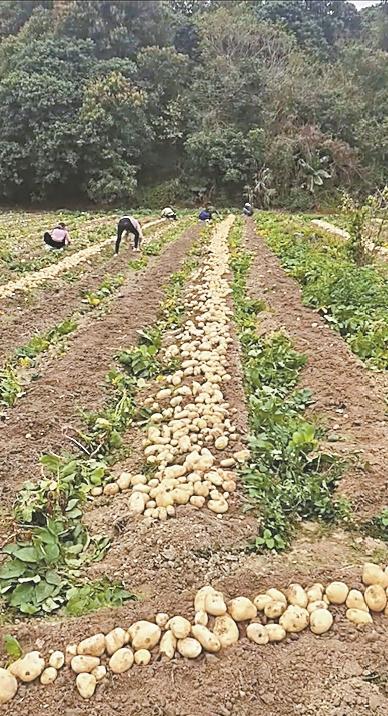 「惠州文脉·聚焦」“小土豆”如何变身“致富薯”？