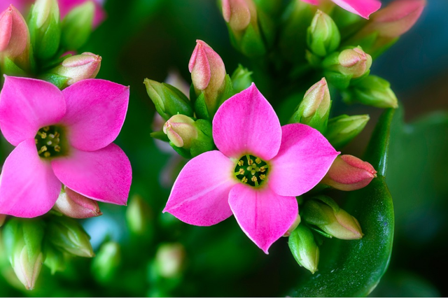 每日一花3.12：长寿花：教人长寿花前醉