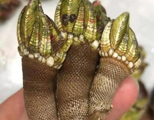 著名螺类食材大全