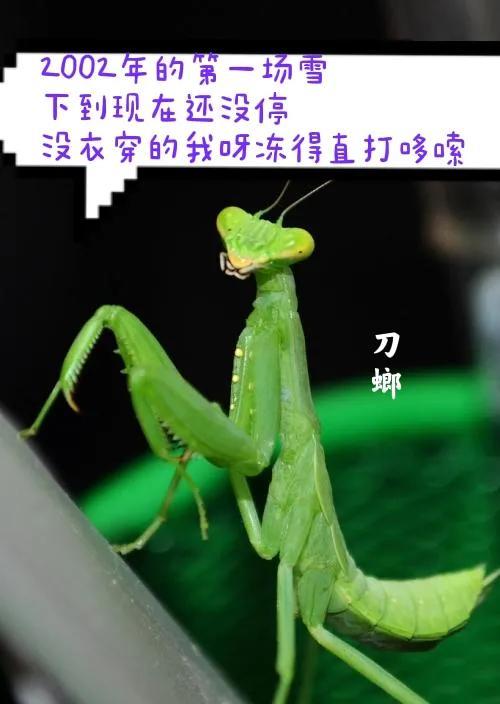 这个，你们那里方言叫什么