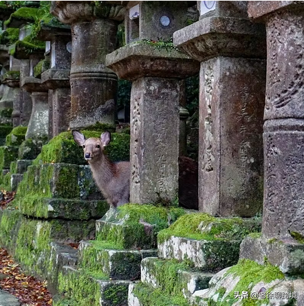 疫情封锁正在野化城市？人类行为暂停下地球得以呼吸