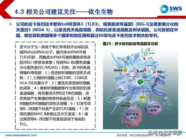 疫苗佐剂行业深度报告：疫苗脱颖而出的秘密武器