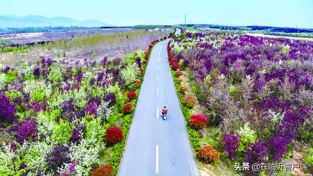 蹲点日记丨春到河东 一树木瓜绽海棠