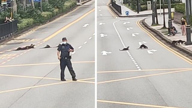 新加坡警察封锁交通 让16只水獭安全过马路