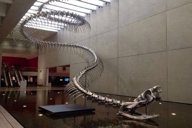 30米巨蛇骨架在谷歌地图都可见，网友怀疑是泰坦蟒，真相是什么？