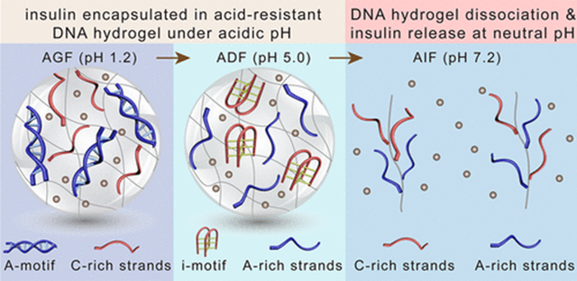虎年第五篇水凝胶《JACS》！耐酸和pH 响应
