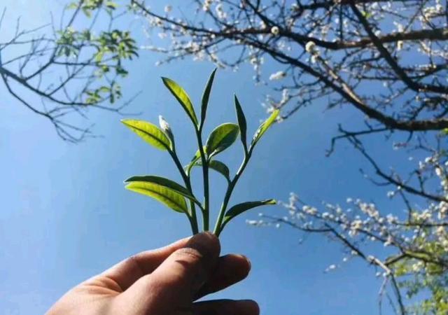 春季喝茶有什么好处？不同的体质，应喝不同的茶？你适合哪种